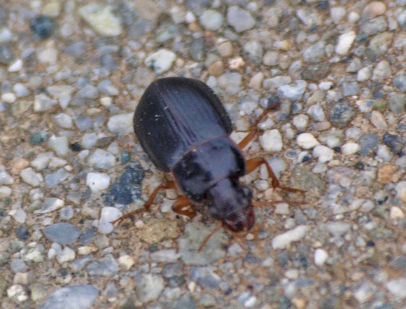 Ground beetle - Unidentified sp.