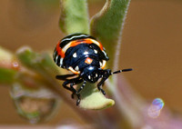 Harlequin bug - Murgantia histrionica (nymph)