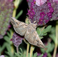 Looper moth - Autographa sp.