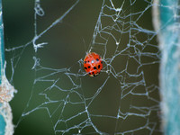 Asian lady beetle in web of Lace web spider - Badumna longinqua