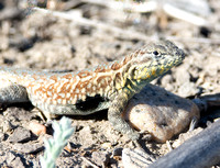 Side-blotched Lizard - Uta stansburiana