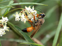 Great golden digger wasp -  Sphex ichneumoneus