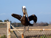 Brown Pelican - Pelecanus occidentalis (breeding plumage)