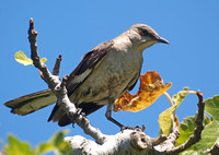 Northern Mockingbird - Mimus polyglottos