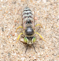 Sand wasp 1 - Bembix americana (comata)
