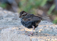 Song Sparrow - Melospiza melodia (showing feather wear)