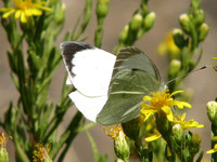 Large White - Pieris brassicae