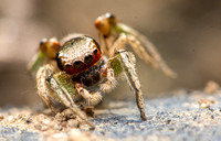 Jumping spider - Habronattus pyrrithrix dancing looking for a mate