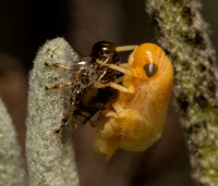Spittle bug - Clastoptera sp