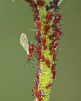 Red aphid - Uroleucon sp.???