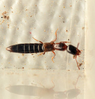 Rove beetle - Unidentified sp.
