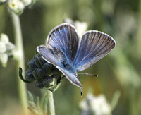 silvery blue - Glaucopysche lygdamus