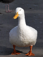 Pekin duck - Anas peking