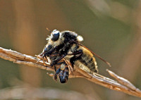Bumble bee robber fly - Mallaphora fautrix faucticuides