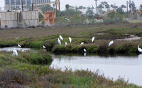 Los Cerritos Wetlands Bird Count 04-28-2022