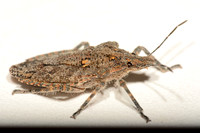 Rough stink bug - Brochymena sulcata