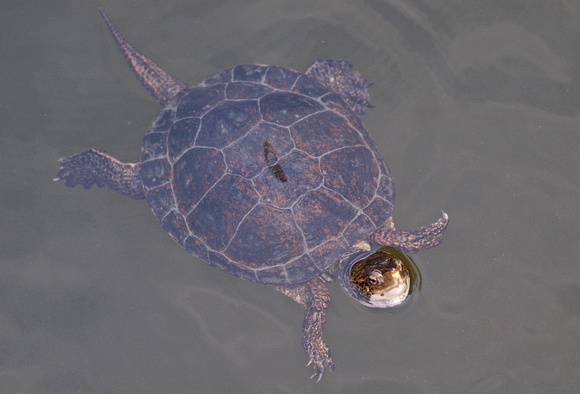 Western Pond Turtle - Actinemys marmorata