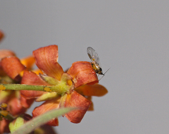 Oleander aphid - Aphis nerii