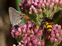 Gray hairstreak - Strymon melinus and Scoliid wasp - Campsomeris tolteca