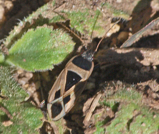 Mediterranean seed bug - Xanthochilus saturnius