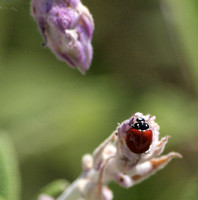 Blood-red lady beetle - Cycloneda sanguinea