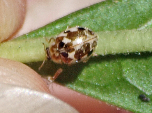 Twenty-spotted lady beetle - Psyllobora vigintimaculata