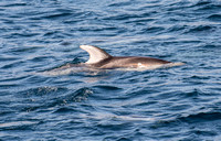 Pacific white-sided dolphin- Lagenorhynchus obliquidens