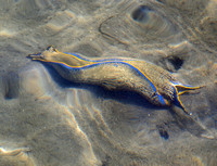 Navanax sea slug - Navanax inermis