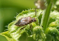 Scentless plant bug - Arhyssus sp.?