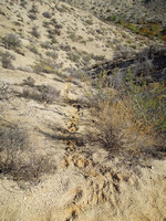 Mule Deer track