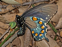 Pipevine swallowtail - Battus philenor