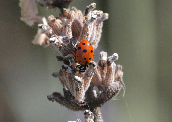 Convergent lady beetle - Hippodamia convergens
