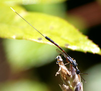 Gasteruptiid wasp - Gasteruption sp.