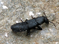 Devil's Coach-horse Beetle - Ocypus olens