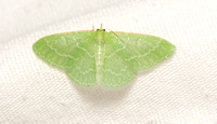 Wavy-lined emerald moth- Synchlora aerata
