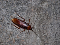 American cockroach - Periplaneta americana