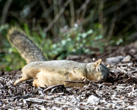 Dirt bath! Eastern fox squirrel  - Sciurus niger