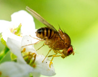 Vinegar Fly - Family Drosophilidae (Vinegar Flies)