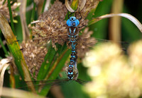 Blue-eyed darner - Rhionaeschna multicolor