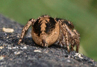 Jumping spider - Habronattus pyrrithrix