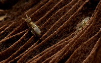 Cotton springtail - Entomobrya unostrigata