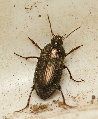Seed eating ground beetle - Amara sp.