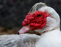 Domestic Muscovy Duck - Cairina moschata