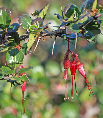 Fuchsia-flowered Gooseberry - Ribes speciosum