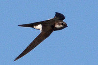White-throated Swift - Aeronautes saxatalis