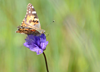 Irvine Ranch, IRC Butterfly Count 04-04-2014