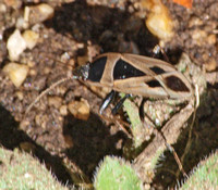 Mediterranean seed bug - Xanthochilus saturnius