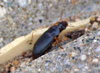 Ground beetle - Unidentified sp.