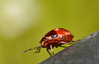 Painted bug - Bagrada hilaris (nymph)