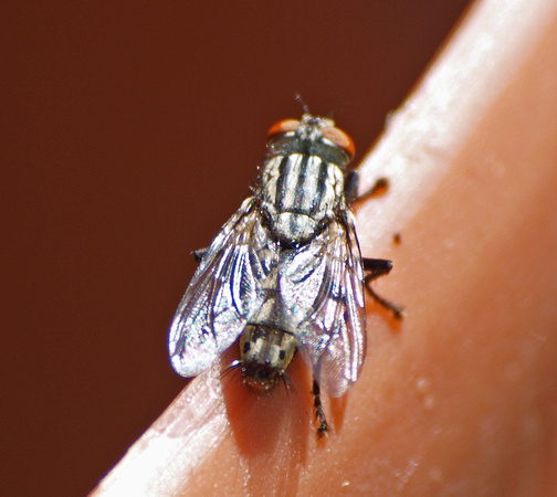 Flesh fly - Sarcophaga sp.
